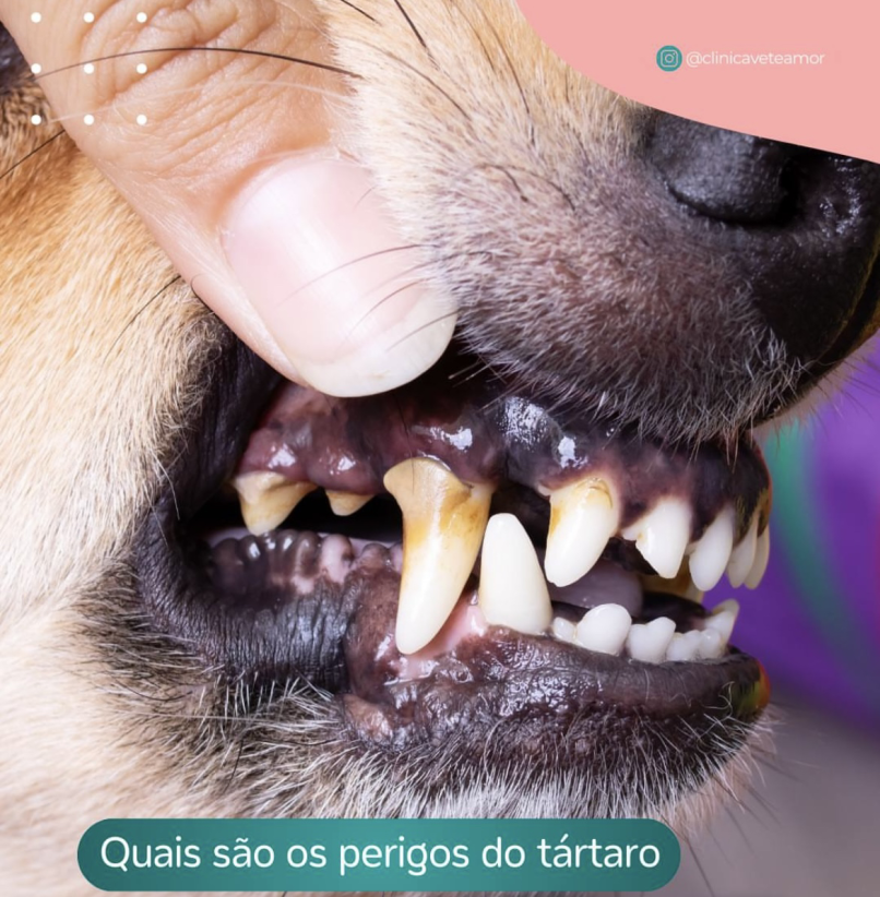 Dermatologia e Endocrinologia Veterinária