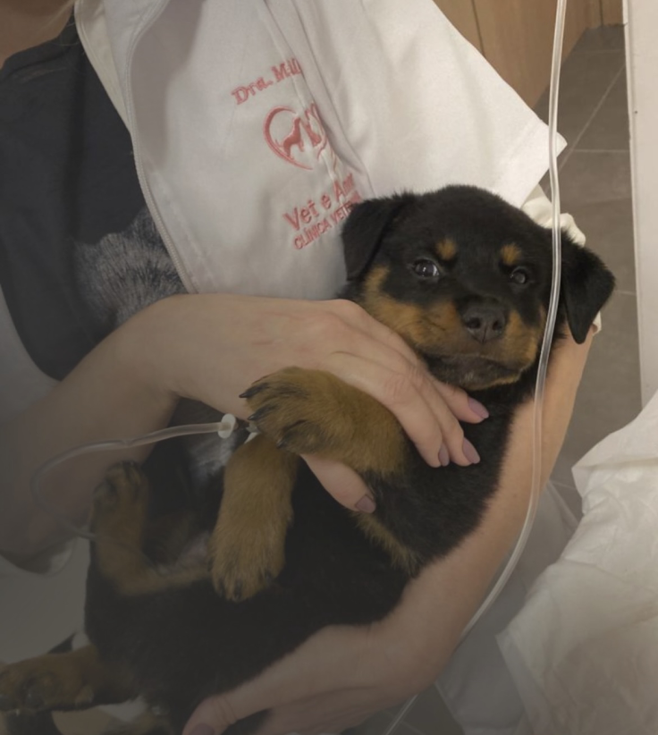 Medicina Integrativa e Bem-Estar Animal